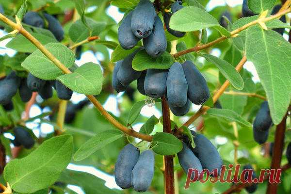 Секреты выращивания крупной и сладкой жимолости / жимолость / 7dach.ru