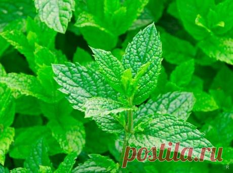 Какое влияние оказывает мята на состояние здоровья человека