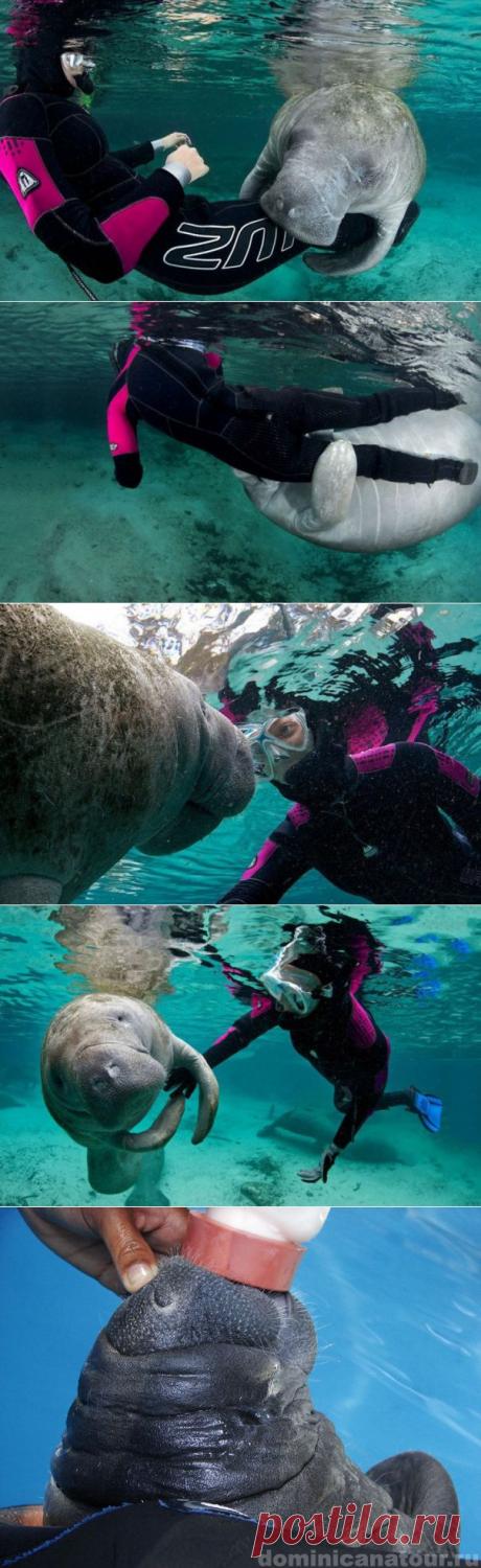 (+1) тема - Ламантины - морские коровы | Наука и техника