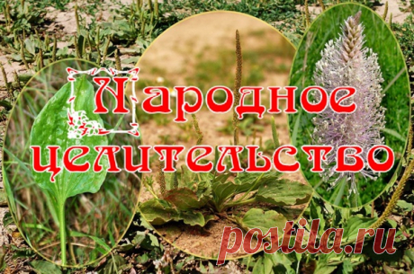 СОСТАВ И ЛЕЧЕБНЫЕ СВОЙСТВА ПОДОРОЖНИКА

Узнали? Вот он - медицинский набор моего детства, на все случаи жизни. Теперь немного действительно работающих рецептов.

Подорожник обладает очень многими лечебными и целебными свойствами для организма. В листьях подорожника содержится каротин, витамины С и К, лимонная кислота, фитонциды, ферменты, гликозид аукубин, горькие и дубильные вещества.

В семенах подорожника присутствуют сапонины, олеиновая кислота, а также углеводы. Молод...