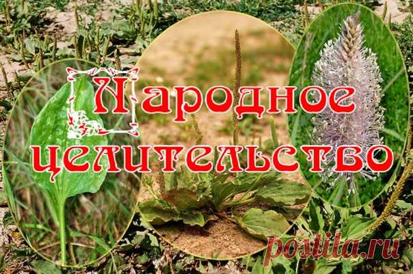 СОСТАВ И ЛЕЧЕБНЫЕ СВОЙСТВА ПОДОРОЖНИКА

Узнали? Вот он - медицинский набор моего детства, на все случаи жизни. Теперь немного действительно работающих рецептов.

Подорожник обладает очень многими лечебными и целебными свойствами для организма. В листьях подорожника содержится каротин, витамины С и К, лимонная кислота, фитонциды, ферменты, гликозид аукубин, горькие и дубильные вещества.

В семенах подорожника присутствуют сапонины, олеиновая кислота, а также углеводы. Молод...