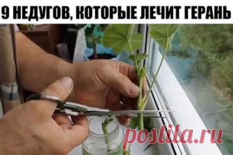 9 НЕДУГОВ, КОТОРЫЕ ЛЕЧИТ ГЕРАНЬ

Пеларгония домашняя (герань) — растение, которое раньше считали цветком аристократов. Ее восхитительные пышные цветы и яркий окрас станут украшением любого жилища.

Но герань — это не просто красивый цветок. Ее лечебные свойства сложно переоценить.

Лечение геранью.

Для лечения кашля на литр воды возьми 25 г листьев пеларгонии и прокипяти их в течение 10 минут. Полощи этой жидкостью горло, и симптомы простуды как рукой снимет. Сок из листь...