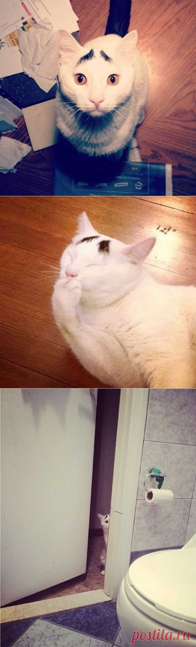 Котик с бровями • НОВОСТИ В ФОТОГРАФИЯХ