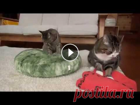 Коты взбивают подушки. Коты взбивают подушки....
