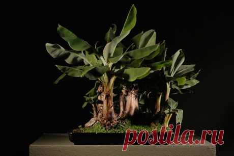 Банановая рощица
.an interesting forest planting! | Bongsai