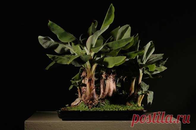 Банановая рощица
.an interesting forest planting! | Bongsai