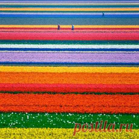 Кёкенхоф (нидерл. Keukenhof — кухонный парк) — всемирно известный королевский парк цветов в Нидерландах. Также известен под названием Сад Европы (англ. Garden of Europe). Расположен почти на самом побережье между Амстердамом и Гаагой в небольшом городке Лиссе (нидерл. Lisse), при подъезде к которому повсюду можно видеть указатели маршрута на Кёкенхоф. Сад Кёкенхоф, расположенный на 32 гектарах земли, знаменит на всю Голландию своими цветами и большими тюльпановыми полянами.