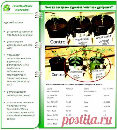 Куриный помет как удобрение: чем хорош, как правильно им удобрять