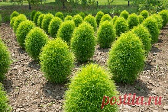 Кохия или «летний кипарис»
#кохия