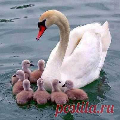 хх