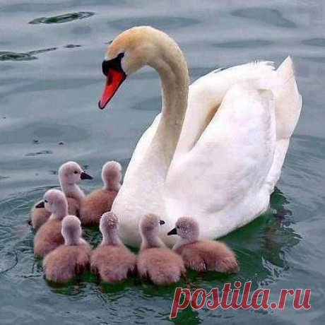 хх