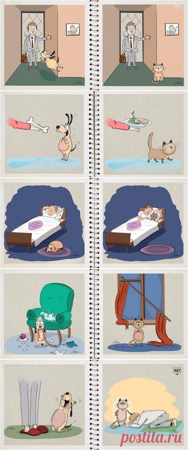 Чем коты отличаются от собак | Позитив