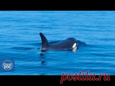 Mediterranean Sea - Documentary (Part 1) - YouTube