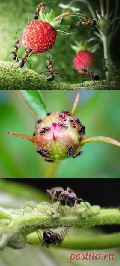 Муравьи на участке: методы борьбы