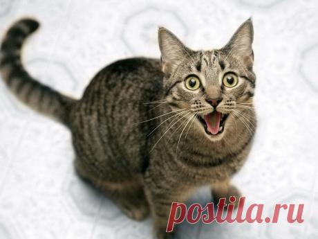 Приложение &quot;Открытки&quot;
татьяна шерепенко (Рожина)