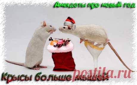 Крысы больше мышей - Анекдоты про новый год 2019