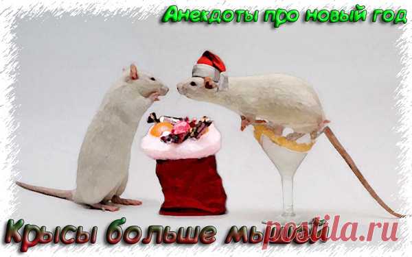 Крысы больше мышей - Анекдоты про новый год 2019