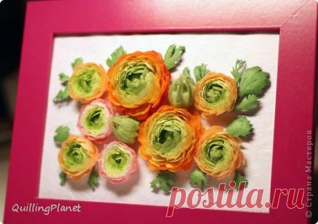 Ранункулюсы | Страна Мастеров