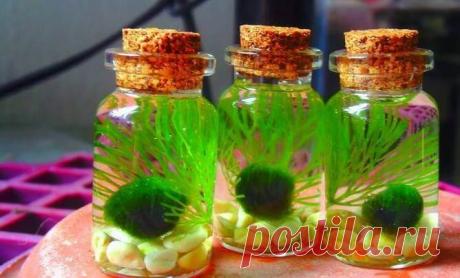 Миниатюрный аквариум как элемент декора