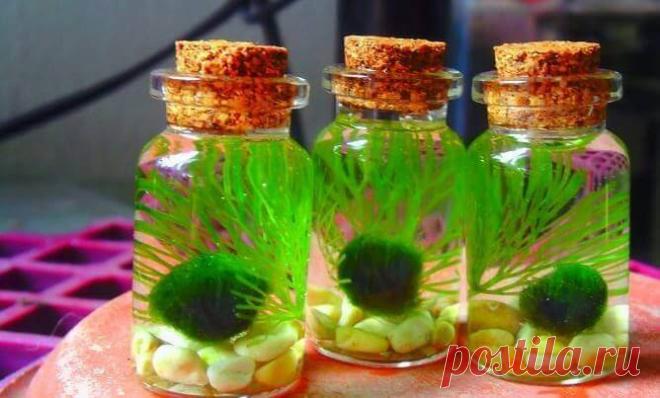 Миниатюрный аквариум как элемент декора