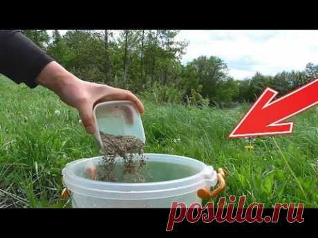 ПЕРЛОВКА + ЖАРЕНЫЕ СЕМЕЧКИ! РЕАКЦИЯ РЫБЫ! ПОДВОДНАЯ СЪЕМКА