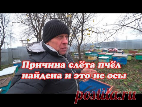 РЕЗУЛЬТАТ ПОСЛЕДНЕЙ ОБРАБОТКИ ОТ КЛЕЩА, ПРИЧИНА СЛЁТА ПЧЁЛ НАЙДЕНА