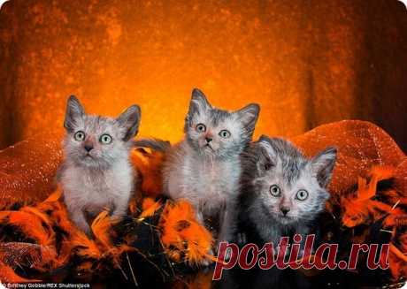 Хэллоуин с экзотическими кошками-вервольфами -