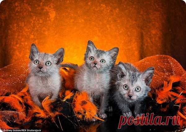 Хэллоуин с экзотическими кошками-вервольфами -