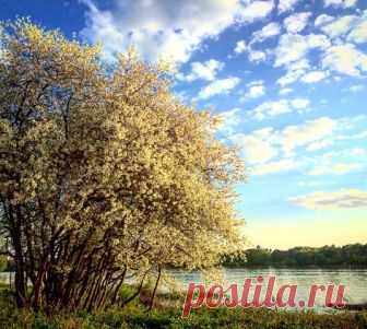 Здравствуй, май! (Дикая Собака Динго) / Стихи.ру