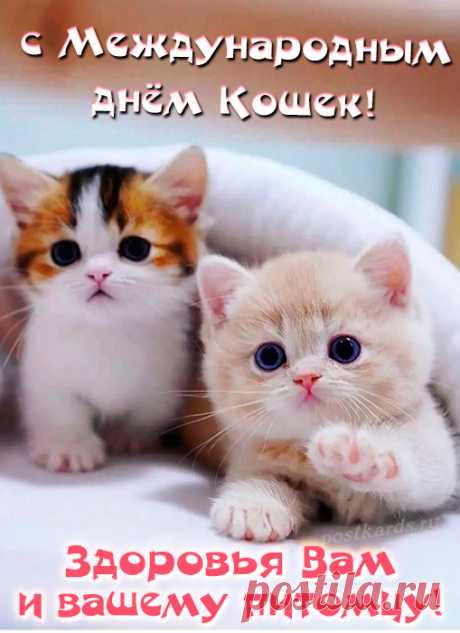 Международный день кошек!