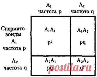 Закон Харди-Вайнберга в решении генетических задач — Современные уроки биологии