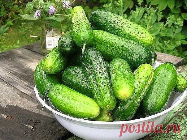 СЕКРЕТЫ УРОЖАЙНОСТИ ХРУСТЯЩЕГО МОЛОДЦА

Секрет №1
В жаркую солнечную погоду огурец выпивает до трех литров воды в сутки. И тот кто держит эту культуру на «сухом пайке», рискует остаться без урожая - осыплются и цветки, и завязь.

Секрет №2
Пока растение набирает силу, лучше поливать утром, а во время цветения и плодоношения - вечером. И всегда только теплой, согретой на солнце водой. Не отказывайтесь от полива и в пасмурный день, лишь немного уменьшите норму.

Нельзя полив...