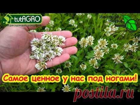 РАСТЕТ ПОД НОГАМИ, спасает от тромбов и болей в суставах, снижает холестерин, нормализует давление.
