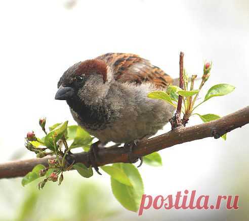 (75) Одноклассники