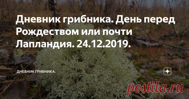 Дневник грибника. День перед Рождеством или почти Лапландия. 24.12.2019. Сама не ожидала найти столько интересного и не характерного для нашей природной зоны. Сначала опишу - что нашла, а потом - где, и почему это там растет.
Первое, что меня поразило - это лишайник. Красивый, серебристый, рос куртинами и отдельными кустами. Сразу пришло в голову - ягель... Погуглив плантариум, и просто поиск оказалось, что да, это он! Один из лишайников, входящих в группу 