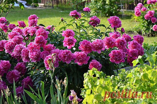 Всё о пионах. Как правильно сажать, ухаживать и бороться с их болезнями | Сад | Дача | Аргументы и Факты