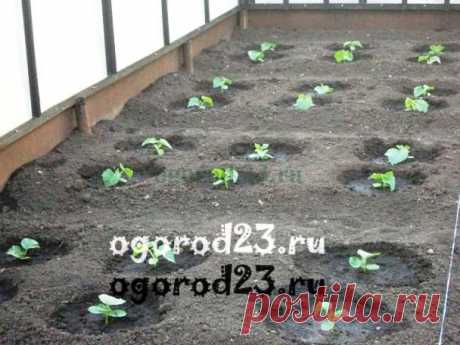Выращивание огурцов в теплице