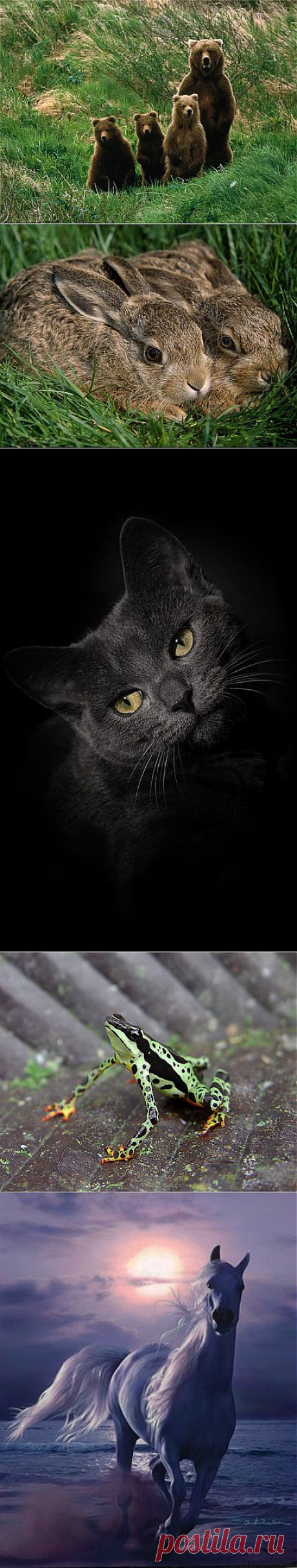 ПРИМЕТЫ О ЖИВОТНЫХ - zaripowa.aniuta — я.ру