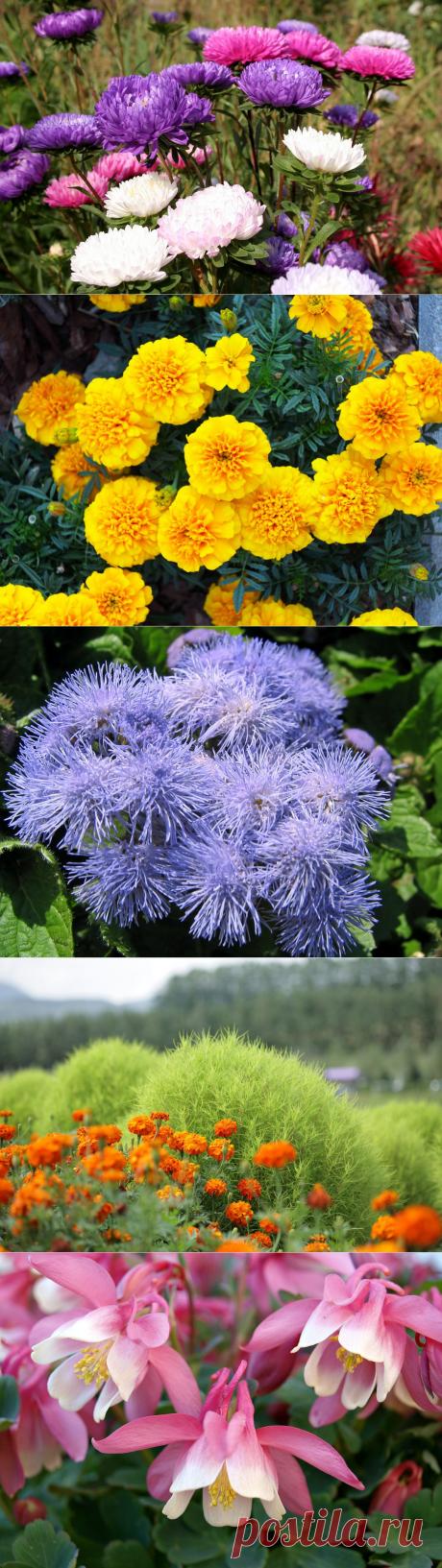 15 цветочных культур, которые нужно посеять на рассаду в апреле / Дача — это философия моей жизни. / 7dach.ru
