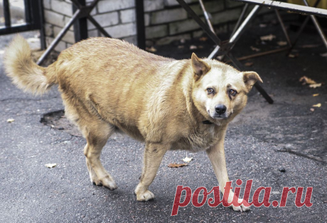 Яндекс.Фотки