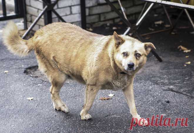 Яндекс.Фотки