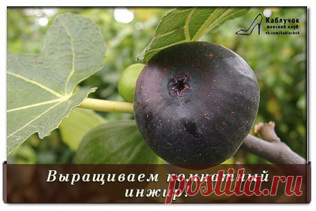 ВЫРАЩИВАЕМ КОМНАТНЫЙ ИНЖИР.
