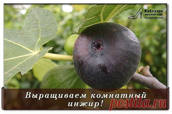 ВЫРАЩИВАЕМ КОМНАТНЫЙ ИНЖИР.