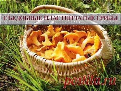 Съедобные пластинчатые грибы. Съедобные грибы фото и названия - YouTube