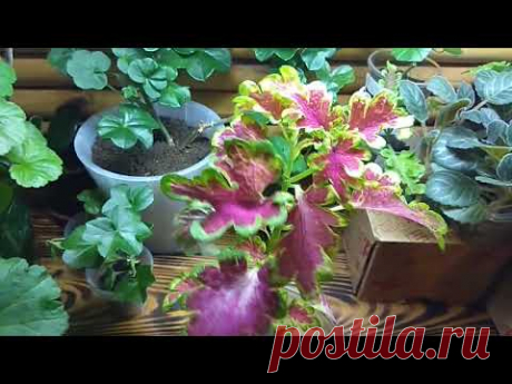 Смотрите, Какой Интересный Сеянец Растет у меня из своих семян, собранных с вегетативного сорта