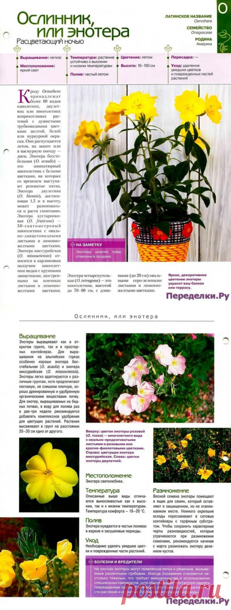 Ослинник или энотера * Переделки.РуПеределки.Ру