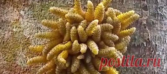 Щупальца на дереве? Ах, это же ложногусеницы!