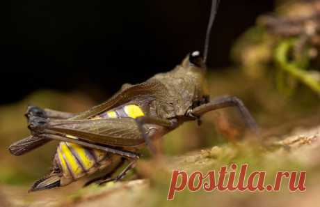 Прыгунчик Hovacris undulata, Мадагаскар.
https://www.iucnredlist.org/details/103898063/0