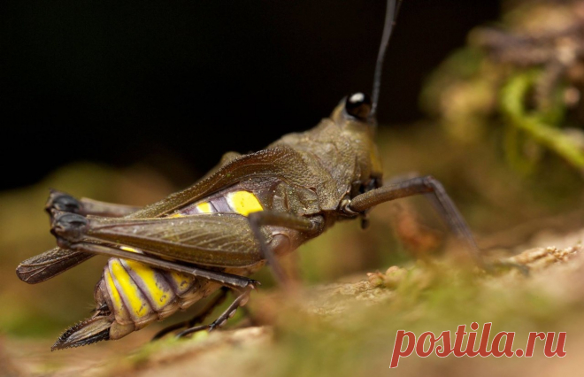 Прыгунчик Hovacris undulata, Мадагаскар.
http://www.iucnredlist.org/details/103898063/0