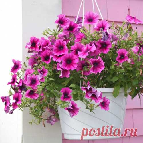 Секреты выращивания прекрасных петуний